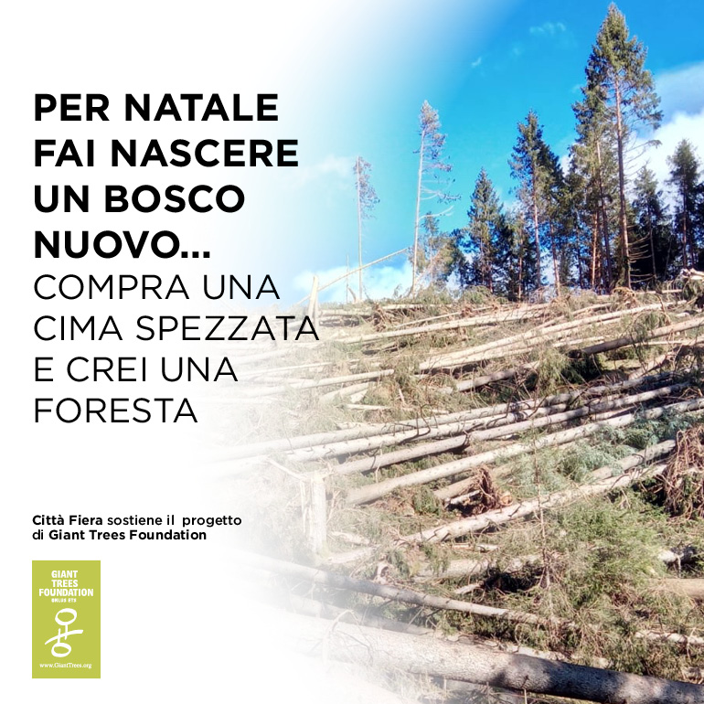 Per Natale fai nascere un bosco nuovo, compra una cima spezzata e crei una foresta